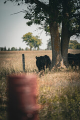 Naklejka premium cow in field