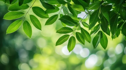 Obraz premium A closeup of vibrant green leaves glistening in sunlight, set against a softly blurred background.