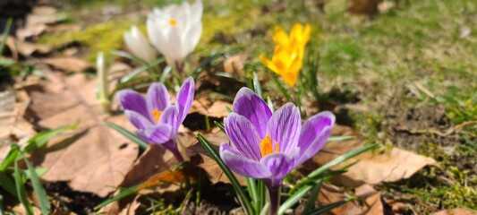 purple crocus flowers