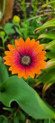 orange flower