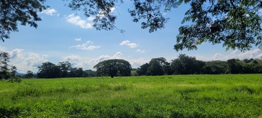 La ganadería y su impacto negativo en el ecosistema