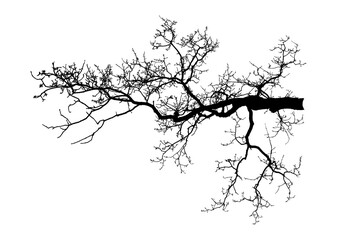 Fototapeta premium Oak branch. Natural Oak tree branches silhouette on a white background. 