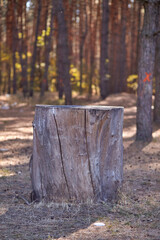 Large stump against the background of a forest
