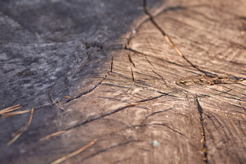 abstract background, old tree cut