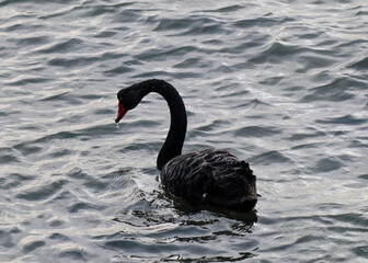 Naklejka premium black swan on the lake