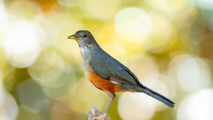 Orange thrush Turdus rufiventris ,  sabiá-laranjeira. A typical Brazilian bird with a harmonious...