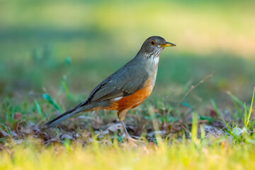 Orange thrush Turdus rufiventris , sabiá-laranjeira. A typical Brazilian bird with a harmonious and very beautiful song.