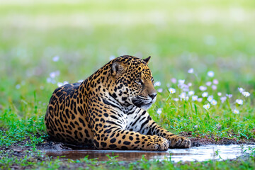 Wild South American jaguar (Panthera onca). Tropical feline "onça pintada" © Adilson