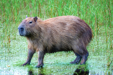 Wild capybara tropical south american portrait