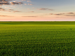 Obraz premium Green wheat field growing under cloudy sunset sky in spring