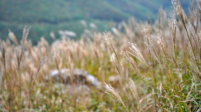 Beautiful reed landscape of Ganwolsan, Korea