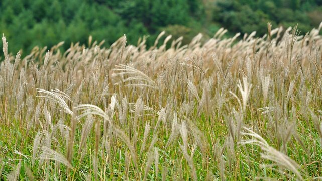 Beautiful reed landscape of Ganwolsan, Korea