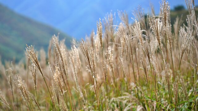 Beautiful reed landscape of Ganwolsan, Korea