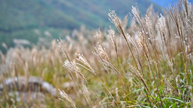 Beautiful reed landscape of Ganwolsan, Korea