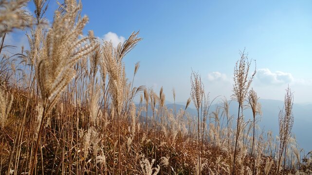 Beautiful reed landscape of Ganwolsan, Korea