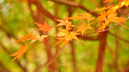 Autumn scenery of Seoknamsa Temple in Korea