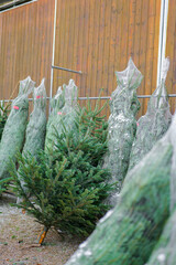 Lots of Christmas trees ready for sale.cut spruce trees with and without packaging. Christmas trees...