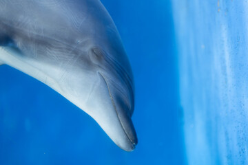 Naklejka premium お昼寝中のバンドウイルカ