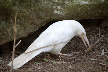 the albino currawong is looking for food