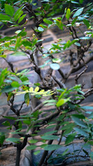 Hiding squirrel
