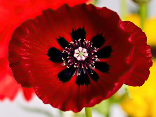 Close up of vibrant red poppy flower with delicate petals and bright yellow center against a black background, bright, vibrant