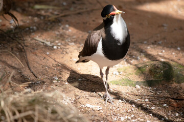 the banded lapwing is a black and white bire