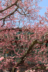 대한민국, 매화, 겨울, 겨울꽃, 통도사, 봄, 분홍색, 핑크색, 나무, 식물, 사랑, 여행, 힐링, 자유, 불교, 하늘, 나무, 봄, flower, 분홍, 블로섬, 네이처, 버찌, 개화, flower, 가지, 개화, 식물, sky, 사쿠라, 뜰, 식물, 계절, 나뭇잎, blue, 미, 일본어, 닛폰, 꽃, 타이