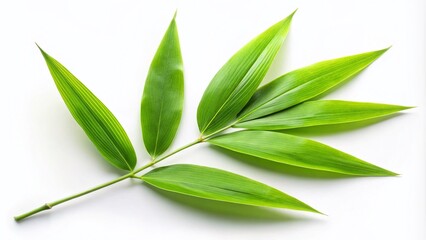 Fototapeta premium Fresh Green Bamboo Leaves Isolated on White Background for Zen Aesthetic, Highlighting Nature's Simplicity and Tranquility in Fashion Photography Context