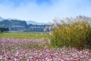 Fototapeta premium ススキの穂と満開のカラフルなコスモスのコラボ情景