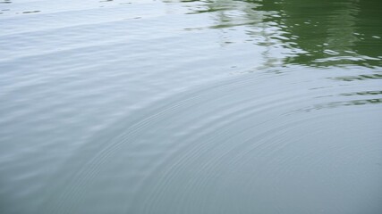 Tranquil moment of ripples spreading on a green water surface, waves, water