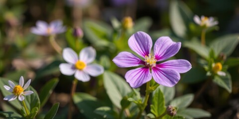 Vibrant purple flower blooming in a natural setting, showcasing its beauty and delicate petals, fragrant, garden