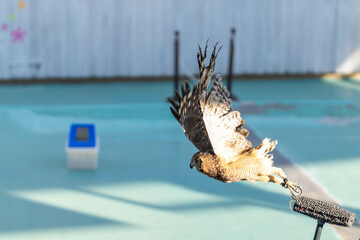 アフリカワシミミズクの飛んでいる姿