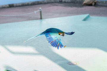 ルリコンゴウインコの飛んでいる姿