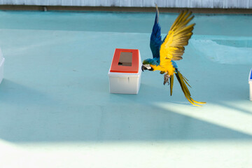 ルリコンゴウインコの飛んでいる姿