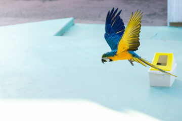 ルリコンゴウインコの飛んでいる姿