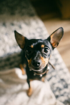 Portrait of a small black-and-tan Chihuahua with attentive eyes and expressive features, photographed in a cozy indoor environment, highlighting the loyalty and charm of this family companion 