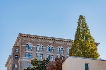 Tree and Building in Baltimore, Maryland USA