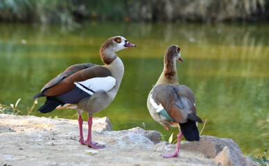 Egyptian goose standing near a green pond	