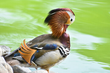 Male mandarin duck standing near a green pond