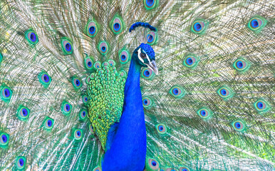 Peacock with open feathers, closeup, isolated