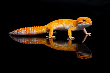Naklejka premium Yellow Lizard isolated on a black background part 7