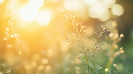 Obraz premium Peaceful nature background with sunlight, perfect for meditation