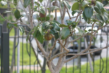Image of camellia trees blooming on the Daecheongcheon trail