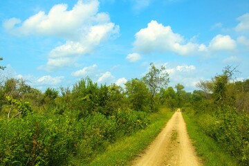 Beautiful Sumner landscape of the Military Ridge State Trail passing through lush greenery beneath a blue sky and white clouds near Mount Horeb, WI.