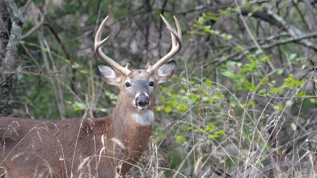 Staring Buck