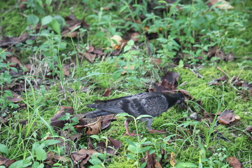 Image of pigeons searching for food on the Daecheongcheon trail
