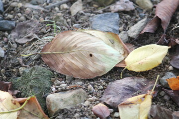 Image of fallen leaves from trees on Daecheongcheon Trail