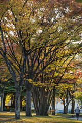 Fototapeta premium Back lit trees display their orange and yellow gold autumn colors in a quiet park with a lone jogger running along a gravel serene jogging path.