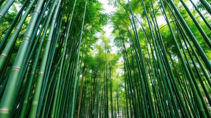 Lush green bamboo forest with tall stalks reaching towards the sky and creating a dense canopy, wilderness, Asian culture