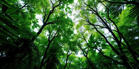 Obraz premium Lush green canopy of trees in a tropical rainforest, flora, wildlife